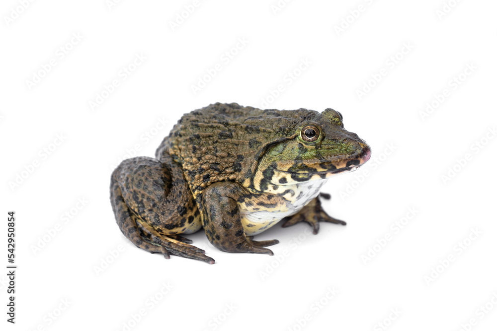 Fototapeta premium Chinese edible frog, East, Asian, bullfrog, Taiwanese, frog, (Hoplobatrachus rugulosus). isolated on white background.