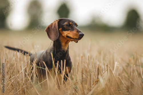 Dackelhündin am Feld, seitliches Portrait bei der Arbeit photo