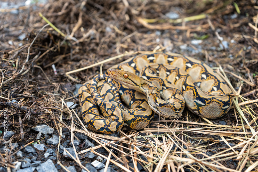 Reticulated Python Baby