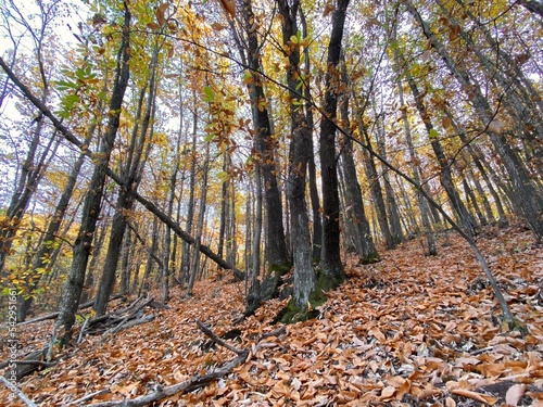 autumn in the forest