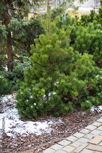 Little fir trees covered first snow at park.