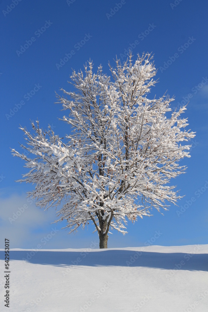 tree in the white