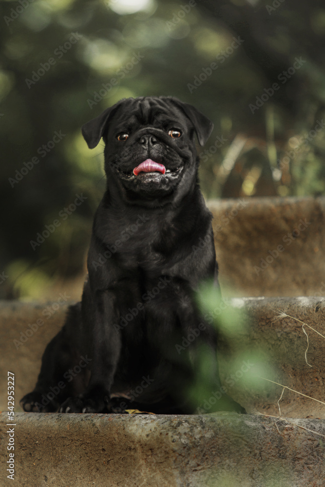 Happy cute dog. Pug breed dog smile with funny face sitting on green grass in garden. Purebred pug dog healthy concept