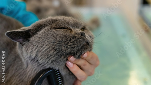 Cat grooming and brushing by professional groomer close up