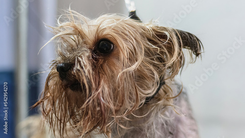 Yorkshire terrier grooming and washing at home by professional groomer