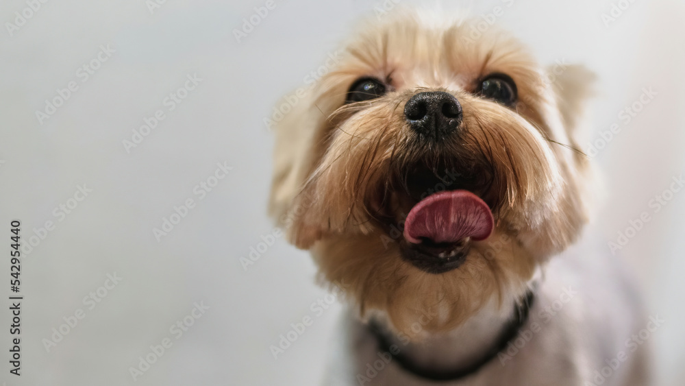 Dog looking at camera after hair brushing at professional grooming service Dog looking at camera after hair brushing at professional grooming service