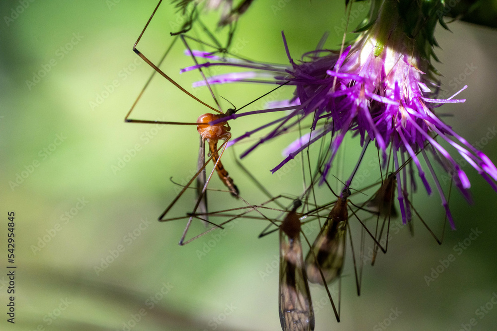 Foto de アザミの蜜に群がるガガンボ do Stock Adobe Stock