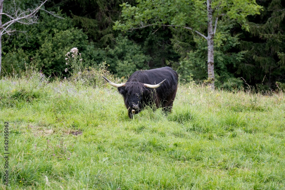 powerful bull in the Alps of Austria powerful bull in the Alps of Austria