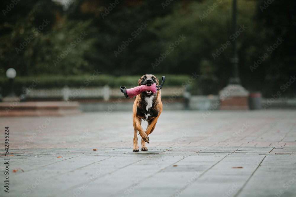 Belgian Shepherd Malinois in the public park.  Fall, autumn. Happy dog on the walk