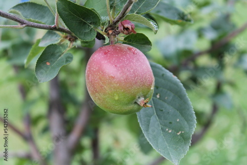 Une jolie pomme rouge en pleine croissance photo