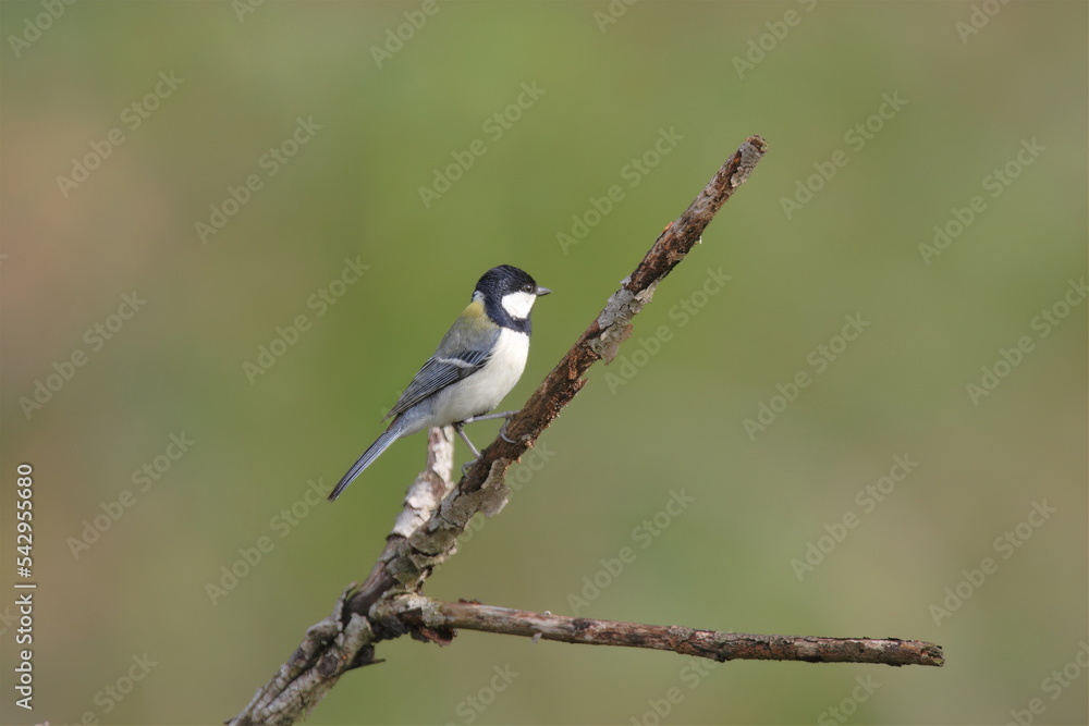 Obraz premium シジュウカラ