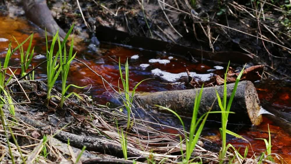 A stream with dark water flows in the forest in spring. Peat land, beautiful nature, background. A stream with dark water flows in the forest in spring. Peat land, beautiful nature, background.