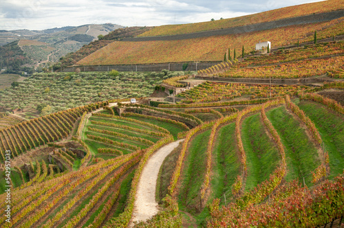 Vineyard view, autumn  photo