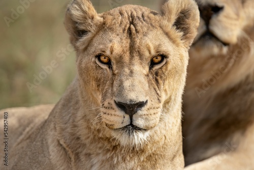 Majestic African lioness Queen of the jungle - Mighty wild animal of Africa in nature