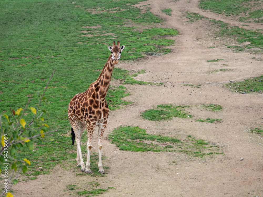 Obraz premium Giraffe in the prague zoo in the czech republic