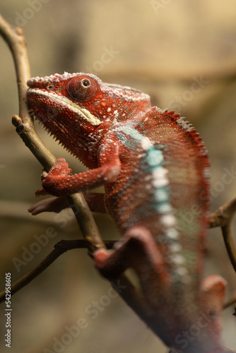 kameleon w zoo w terarium