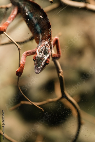 kameleon w zoo w terarium