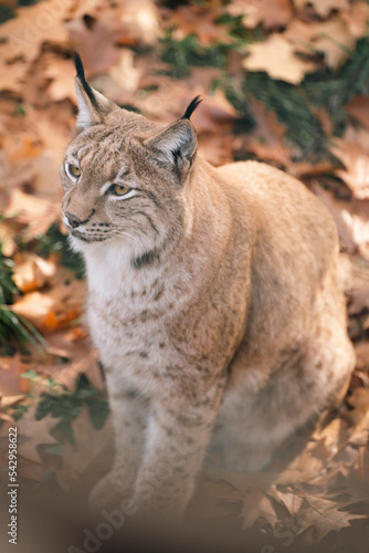 pantera śnieżna w klatce w zoo