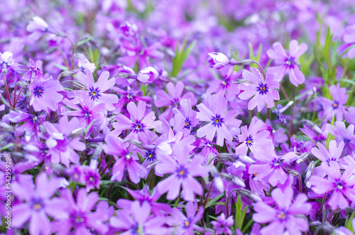 purple flower field in detail