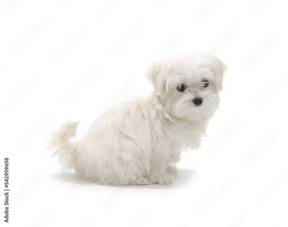 Puppy Maltese lapdog isolated on white background.