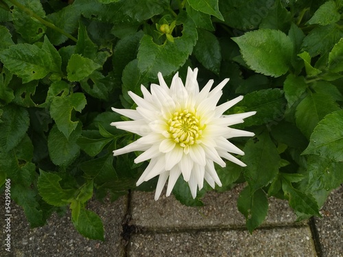 Dahlia Kenora Challenger white flower  photo