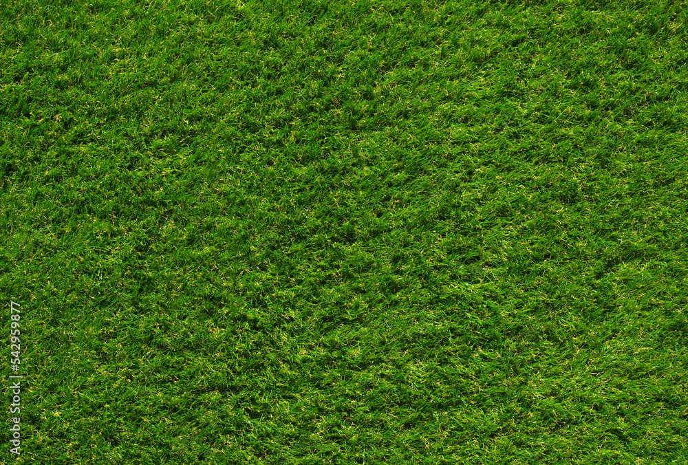 Obraz premium Top view fresh green grass
