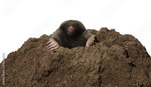 Photos European mole crawling out of molehill
