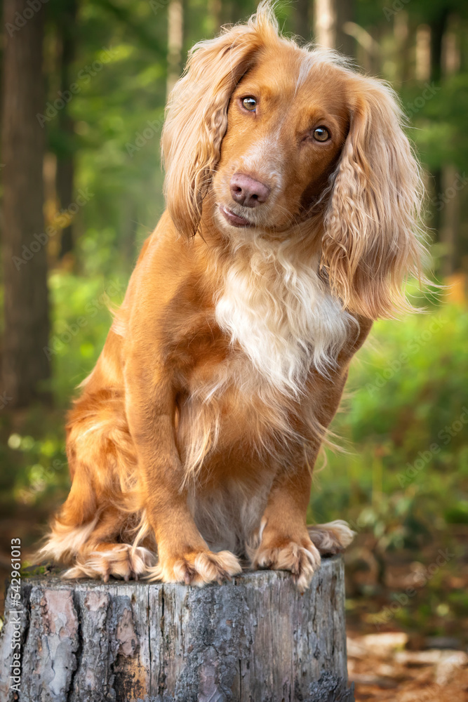 Golden tan and white working cocker spaniel portrait up close in a forest posing on a tree stump with a head tilt right