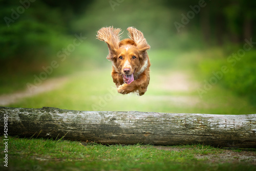 Golden tan and white working cocker spaniel flying and jumping over a fallen tree log. photo