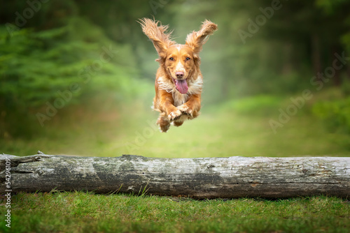 Golden tan and white working cocker spaniel jumping over a fallen tree log with all paws showing