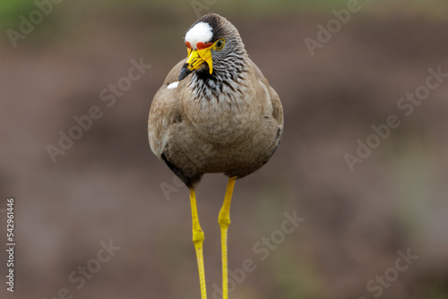 African wattled lapwing photo