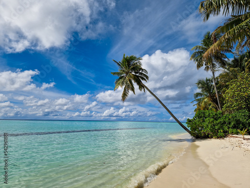 Eine Palme ragt   ber den feinen Sandstrand und das kristallklare und t  rkis blaue Meer auf einer exklusiven Insel der Malediven im indischen Ozean