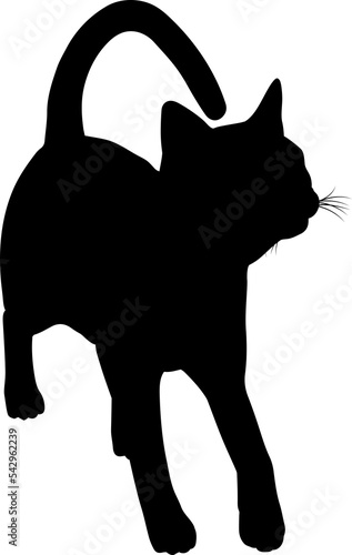 Silhouette Cat Pet Animal
