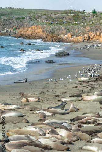 Fototapeta lwy morskie na brzegu