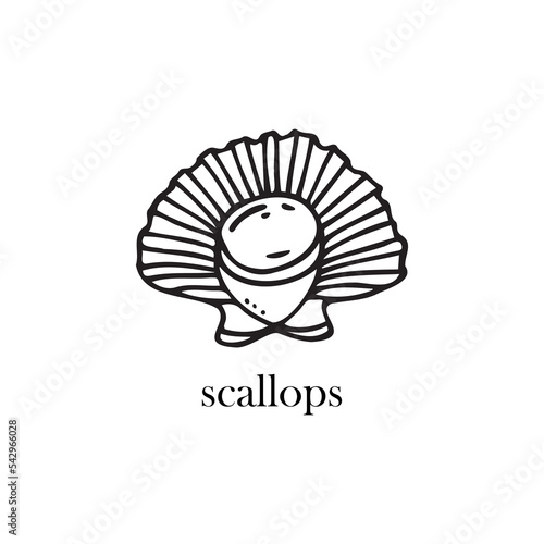 Vector illustration of a scallop on a shell. Seafood.