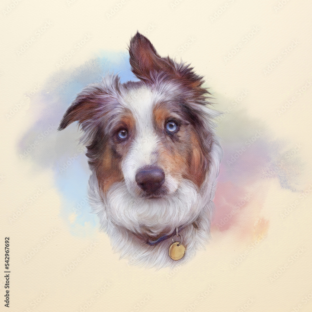 Head of Cute Australian shepherd dog with blue eyes on watercolor splash background. Aussie. Animal art collection: Dogs. Realistic puppy Portrait. Hand drawn Illustration of Pets
