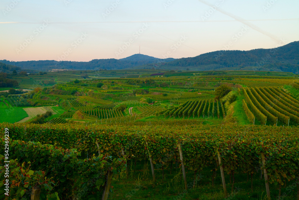 Naklejka premium Weinberge Reben Herbst