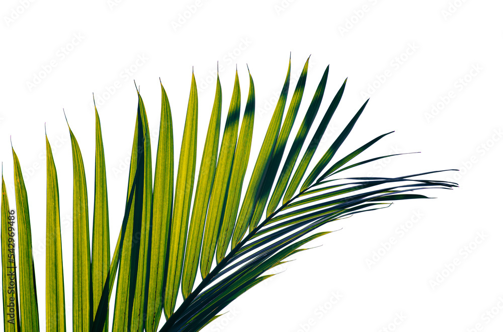 Tropical palm leaf isolated on transparent background Stock Photo ...