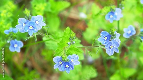 Small blue forest flowers sway in the wind. Blurred green background. Top view