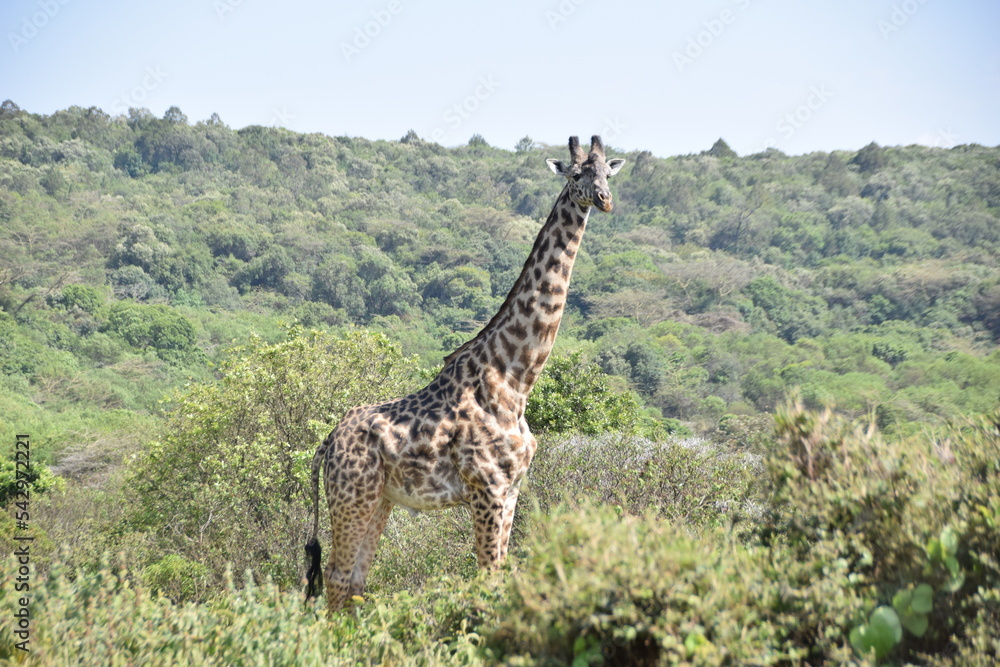 Fototapeta premium Giraffe in Arusha National Park on the lower slopes of Mount Meru, Tanzania, Africa