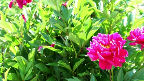 Crimson peony with yellow stamens grows in garden or flowerbed on sunny summer day. Concept of gardening and growing perennial flowers.