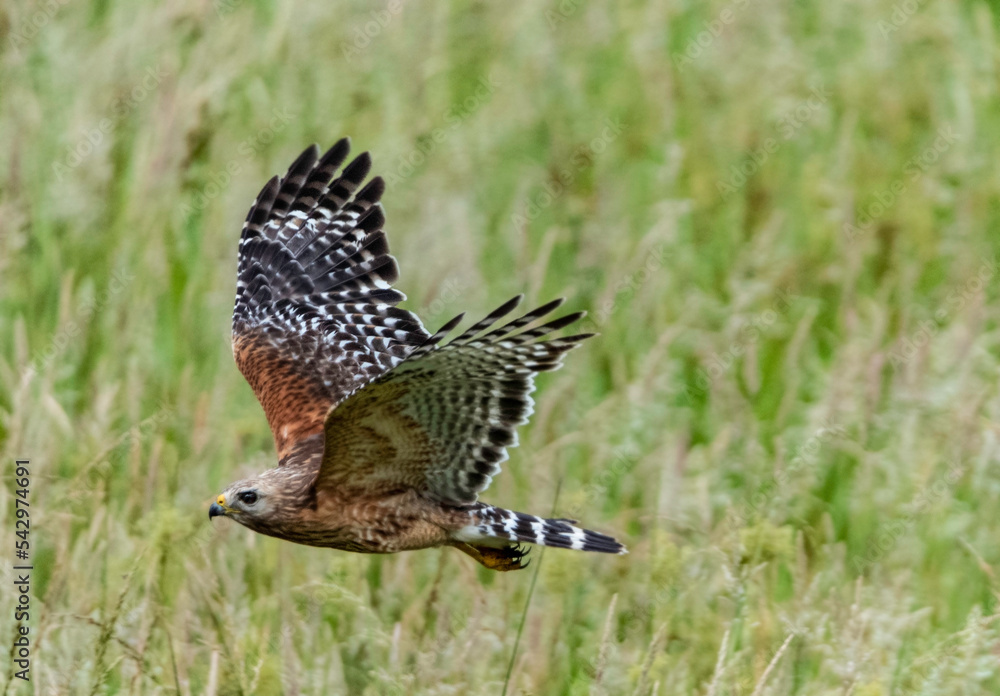 Fototapeta premium Cooper's Hawk hunting the fields.