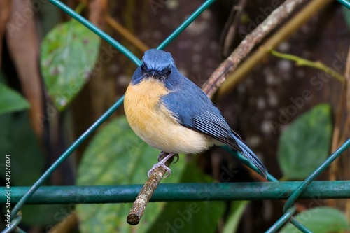 Tickell's blue flycatcher (Cyornis tickelliae) photo