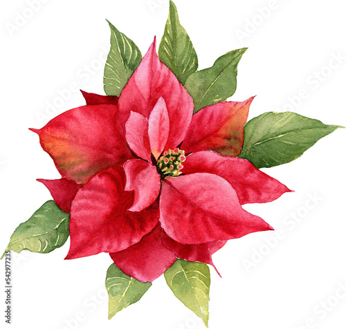 Red poinsettia flower. Christmas watercolor illustration. Hand painted winter plants. Isolated element PNG