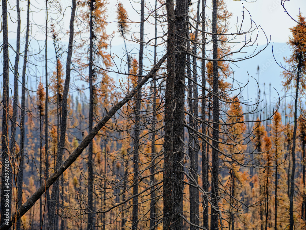 Burned tree trunks in the Alaska forests near Coldfoot
Burned tree trunks in the Alaska forests near Coldfoot