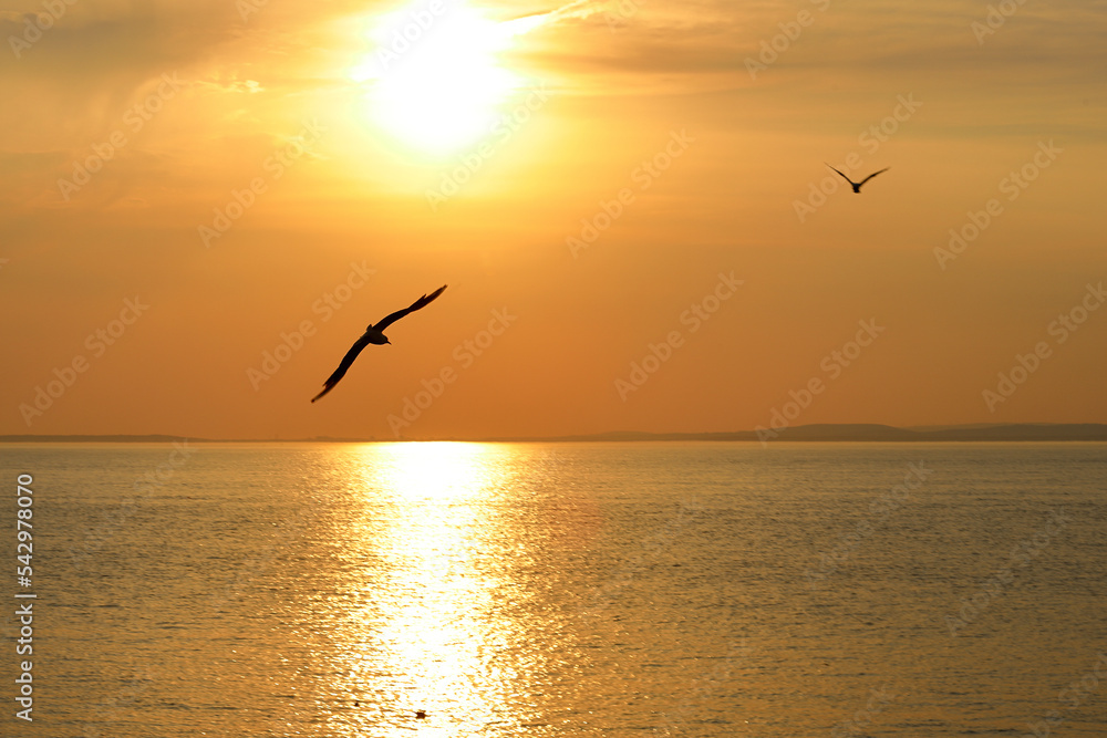 Orange sunset with  seagull over the ocean.