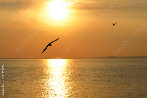 Orange sunset with seagull over the ocean.