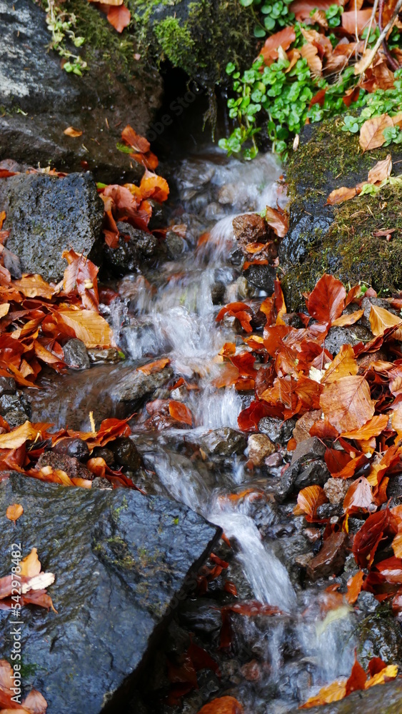 Petit ruisseau de montagne qui coule dans la forêt sur les pierres, à l'automne. France