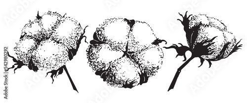 Vector set of hand draw ink Cotton Balls. Engraving illustration of Plant in vintage style. Botanical outline drawing on isolated background