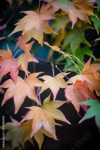 red maple leaves